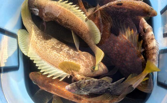 ワーム1種類で何魚種釣れるか試してみた　初対面の魚も含めて7魚種ゲットに驚き【京都】