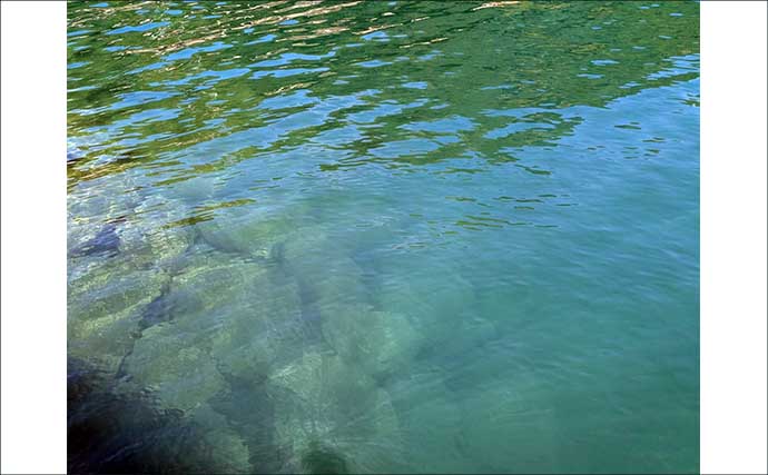 ワーム1種類で何魚種釣れるか試してみた　初対面の魚も含めて7魚種ゲットに驚き【京都】