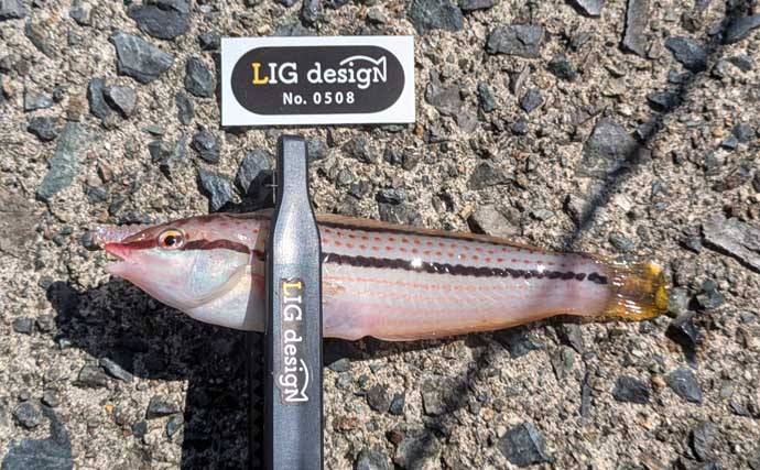 ワーム1種類で何魚種釣れるか試してみた　初対面の魚も含めて7魚種ゲットに驚き【京都】