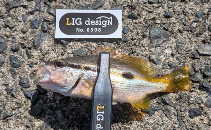 ワーム1種類で何魚種釣れるか試してみた　初対面の魚も含めて7魚種ゲットに驚き【京都】