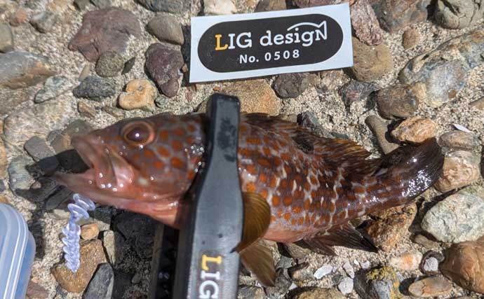 ワーム1種類で何魚種釣れるか試してみた　初対面の魚も含めて7魚種ゲットに驚き【京都】