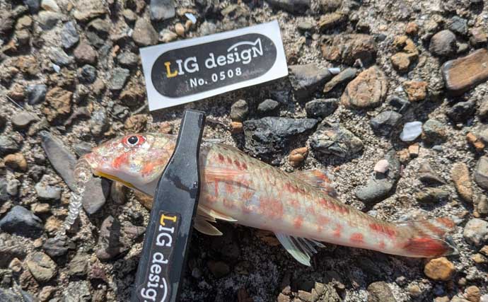 ワーム1種類で何魚種釣れるか試してみた　初対面の魚も含めて7魚種ゲットに驚き【京都】