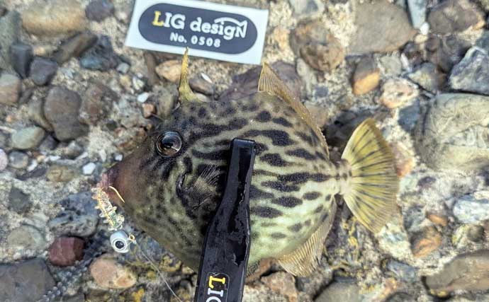ワーム1種類で何魚種釣れるか試してみた　初対面の魚も含めて7魚種ゲットに驚き【京都】