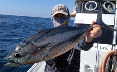 好ゲストに良型コシナガマグロ釣れてます！　九州の「知って得する」船釣り…