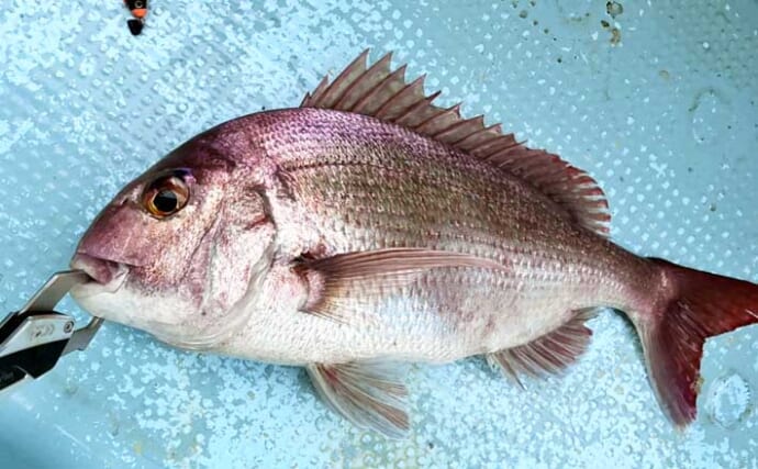 テンヤ船でタイラバは有効？　「真下ではなく横」を狙うと良型マダイヒット【関門海峡】