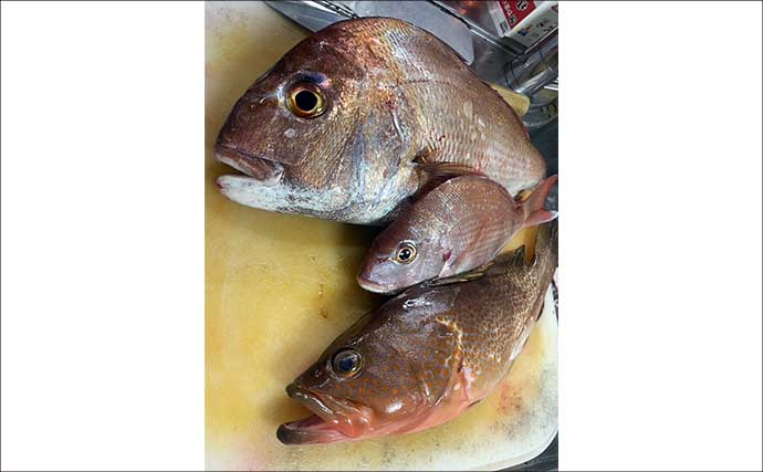 テンヤ船でタイラバは有効？　「真下ではなく横」を狙うと良型マダイヒット【関門海峡】