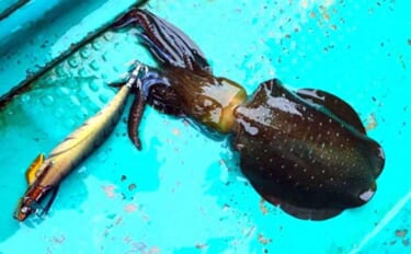 今アオリが釣れているエギと誘い方とは？　中部の「知って得する」船釣り特…
