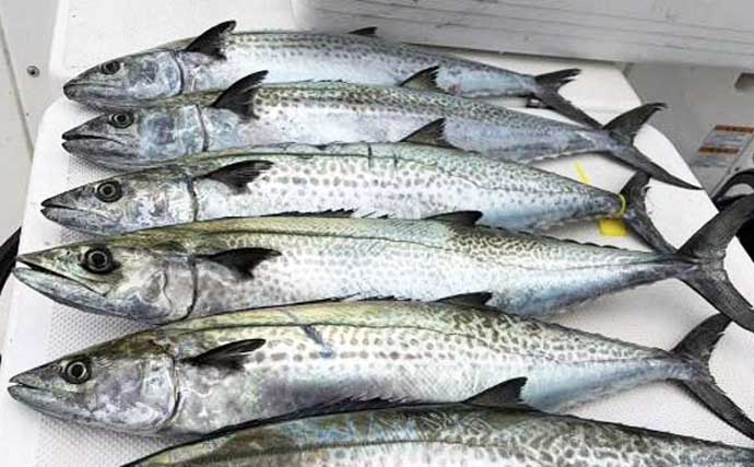 今アオリが釣れているエギと誘い方とは？　中部の「知って得する」船釣り特選情報9選