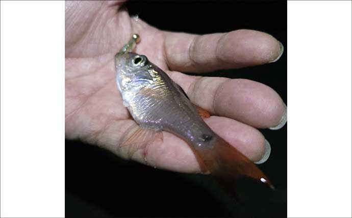 南伊勢のライトソルトゲームで7魚種キャッチ！ メッキ・カマス・アジをルアーで攻略【三重】