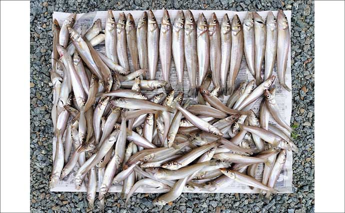 投げキス釣りで127匹の大爆釣！ 最大11連掛けも達成【三重・町屋海岸】