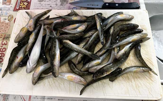 ファミリー向けの公園でハゼ50匹！ 良型連発の好ポイントを発見【三重・霞ゆめくじら公園】