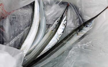 秋のサヨリが伊勢湾沿岸に回遊開始！ 朝マヅメ後にアタリ連発【三重・吉崎海岸】