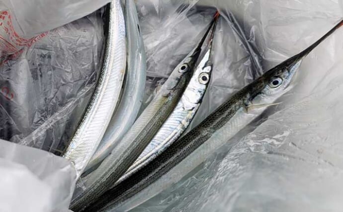 秋のサヨリが伊勢湾沿岸に回遊開始！ 朝マヅメ後にアタリ連発【三重・吉崎海岸】