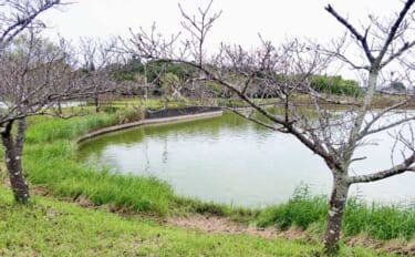 今週のヘラブナ「ピックアップ」釣り場2026【千葉・宮島池】