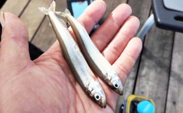 関東近郊おすすめワカサギ釣り場2026：西湖　「デカサギ」に「ヒメマス」も狙える