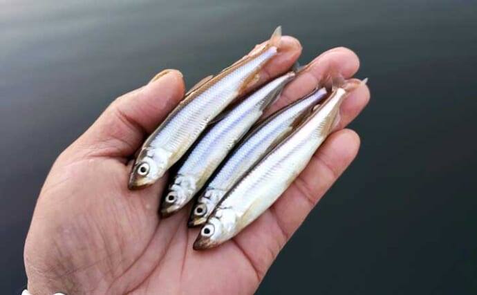 宮内庁にも献上される「芦ノ湖のワカサギ」を釣ろう　2026年の傾向とポイント別の攻略法