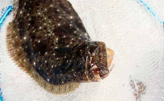 船ヒラメ釣りの誘い方とアワセのコツ　東北の根周り・漁礁を攻略する2つのテクニックを解説