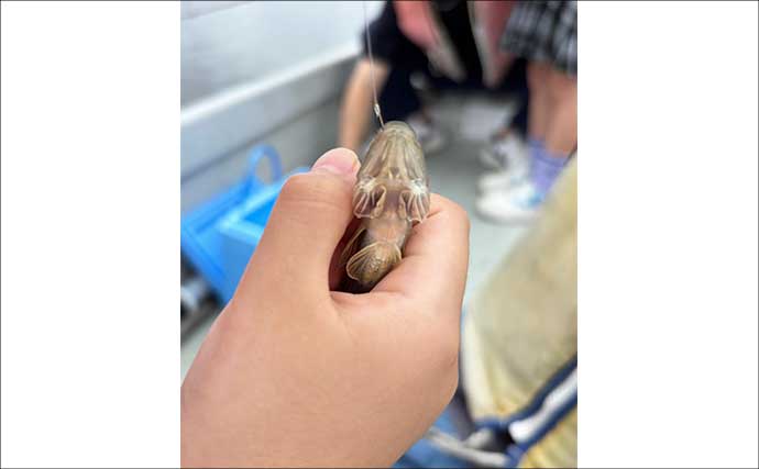 子どもたちとボートでハゼ釣り！ 魚だけでなく貝殻や海藻まで釣れて大盛り上がり【林遊船】