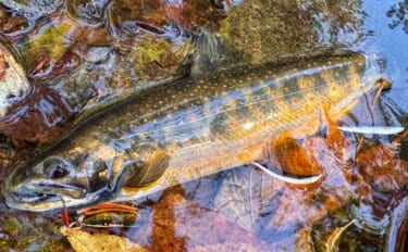 北海道の源流で渓流の宝石「オショロコマ」を狙う　魚影は「過去イチ」なの…