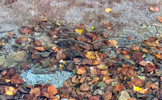北海道の源流で渓流の宝石「オショロコマ」を狙う　魚影は「過去イチ」なのに釣れないワケとは？