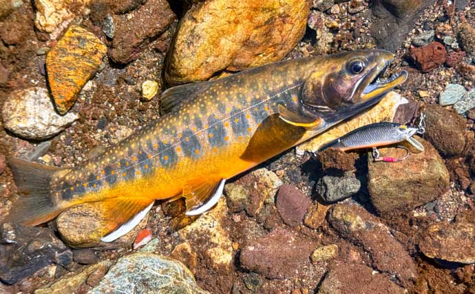 北海道の源流で渓流の宝石「オショロコマ」を狙う　魚影は「過去イチ」なのに釣れないワケとは？