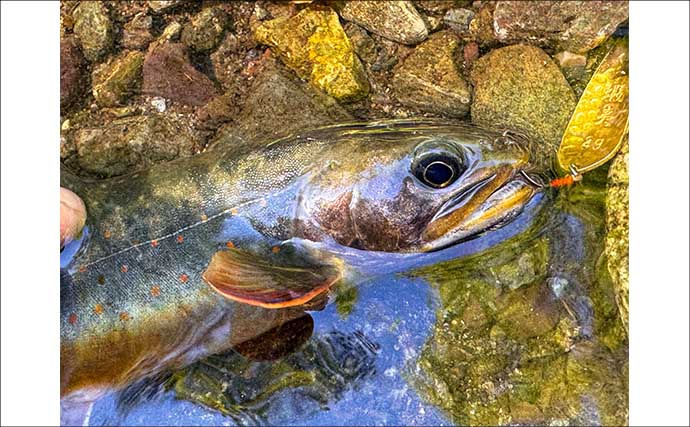 北海道の源流で渓流の宝石「オショロコマ」を狙う　魚影は「過去イチ」なのに釣れないワケとは？