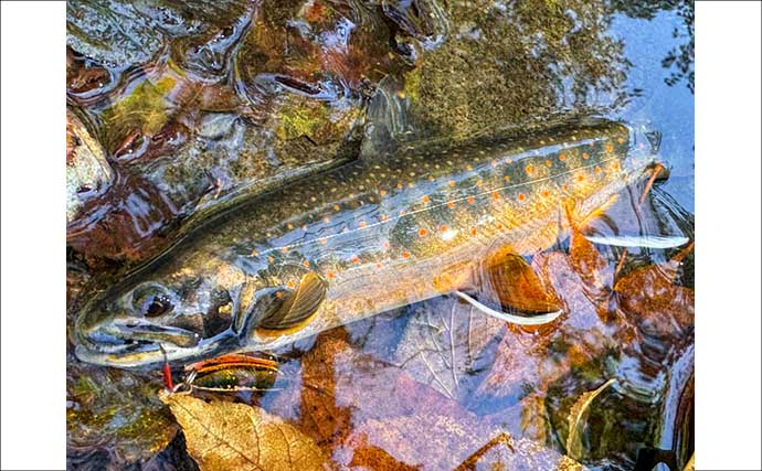 北海道の源流で渓流の宝石「オショロコマ」を狙う　魚影は「過去イチ」なのに釣れないワケとは？