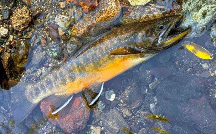 北海道の源流で渓流の宝石「オショロコマ」を狙う　魚影は「過去イチ」なのに釣れないワケとは？