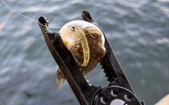 イカゲソをエサにカサゴ2桁釣果！　秋の漁港で穴釣りを満喫【谷川港・大阪】