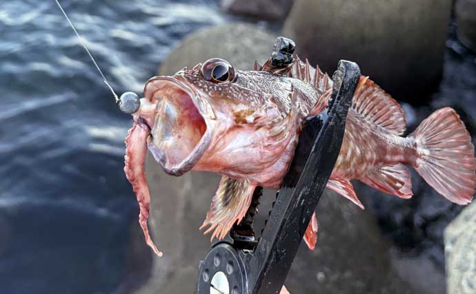イカゲソをエサにカサゴ2桁釣果！　秋の漁港で穴釣りを満喫【谷川港・大阪】