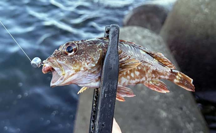 イカゲソをエサにカサゴ2桁釣果！　秋の漁港で穴釣りを満喫【谷川港・大阪】