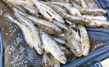 ハゼ釣りで「1時間50匹」の好釣果！　流れあるポイント発見で13cm良…