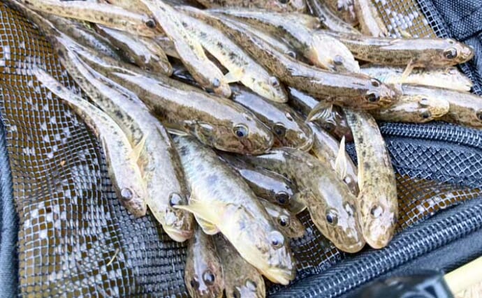 ハゼ釣りで「1時間50匹」の好釣果！　流れあるポイント発見で13cm良型が連発【三重】