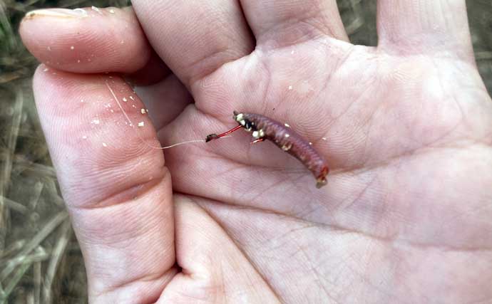 ハゼ釣りで「1時間50匹」の好釣果！　流れあるポイント発見で13cm良型が連発【三重】