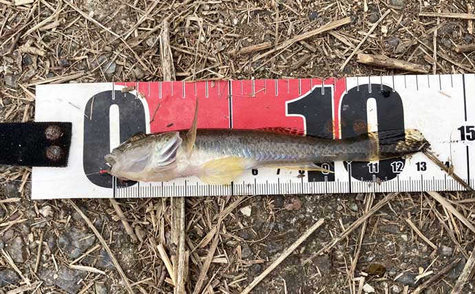 ハゼ釣りで「1時間50匹」の好釣果！　流れあるポイント発見で13cm良型が連発【三重】