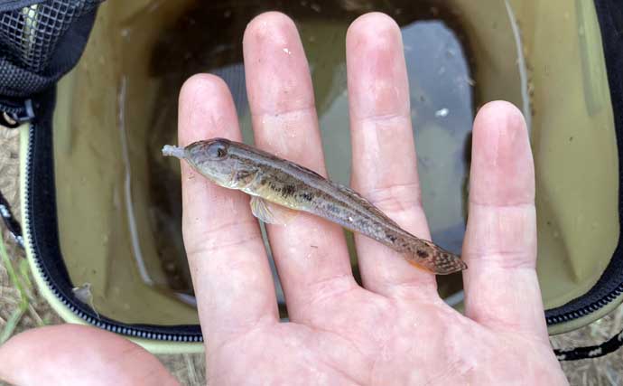 ハゼ釣りで「1時間50匹」の好釣果！　流れあるポイント発見で13cm良型が連発【三重】