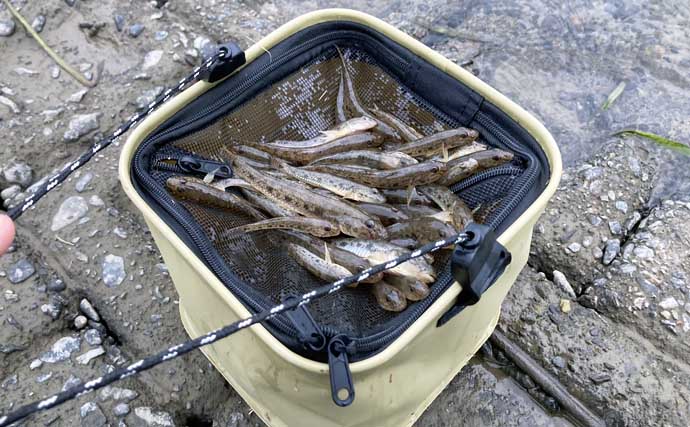 ハゼ釣りで「1時間50匹」の好釣果！　流れあるポイント発見で13cm良型が連発【三重】