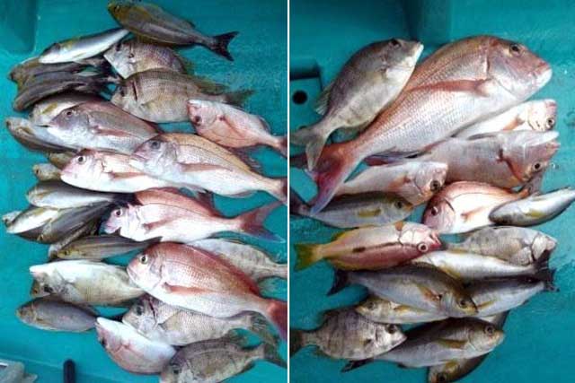 ディープタイラバで80cm頭に船中22匹！　関西エリアの【船釣り特選釣果5選】