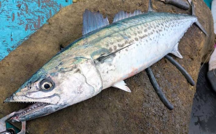 秋の伊勢湾でサワラ＆サゴシが好調！キャスティングで釣果を伸ばす攻略法を解説