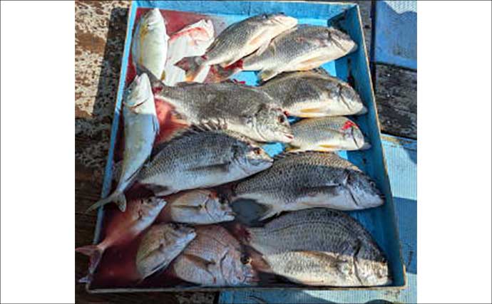 金洲五目便で大型青物含めて多彩な魚種がヒット【船のエサ釣り釣果情報9選・愛知／静岡】