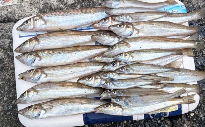 同じ海岸なのに釣果は「0尾と30尾」　大磯海岸の投げキス釣りで明暗分かれる