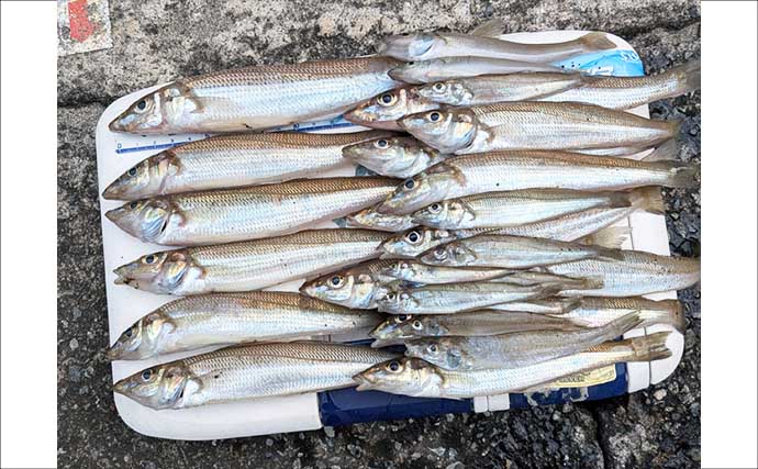 同じ海岸なのに釣果は「0尾と30尾」　大磯海岸の投げキス釣りで明暗分かれる