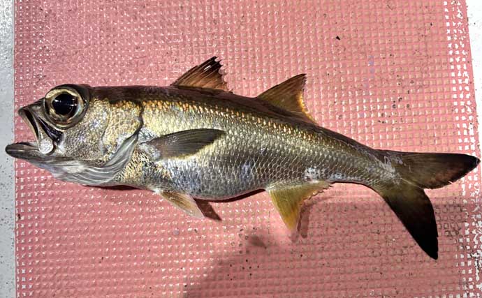 半夜キンメ釣り開幕で「5本針パーフェクト」を達成！　多点掛け成功の秘訣とは？【しまや丸・南房】