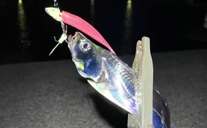 サゴシ＆タチウオ回遊中の大阪湾でサバフグが猛威！ ワーム被害を避けるルアー釣り攻略法
