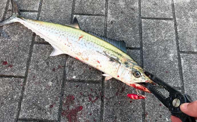 サゴシ＆タチウオ回遊中の大阪湾でサバフグが猛威！ ワーム被害を避けるルアー釣り攻略法