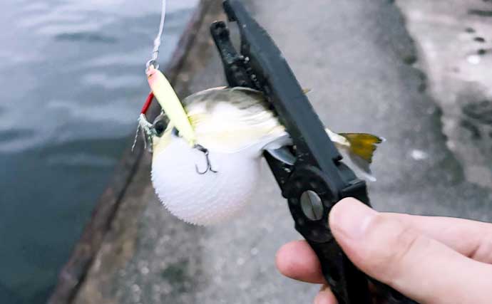 サゴシ＆タチウオ回遊中の大阪湾でサバフグが猛威！ ワーム被害を避けるルアー釣り攻略法