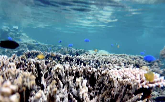 石垣島へ家族旅行「3泊4日で15分だけ釣りしてみた」 想定外過ぎる魚がヒット