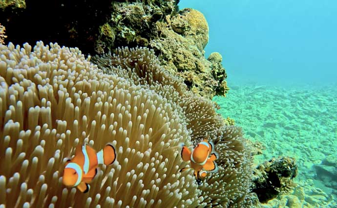 石垣島へ家族旅行「3泊4日で15分だけ釣りしてみた」 想定外過ぎる魚がヒット