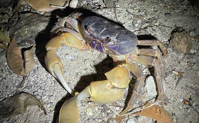 石垣島へ家族旅行「3泊4日で15分だけ釣りしてみた」 想定外過ぎる魚がヒット