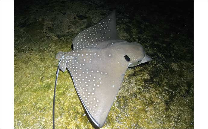 石垣島へ家族旅行「3泊4日で15分だけ釣りしてみた」 想定外過ぎる魚がヒット
